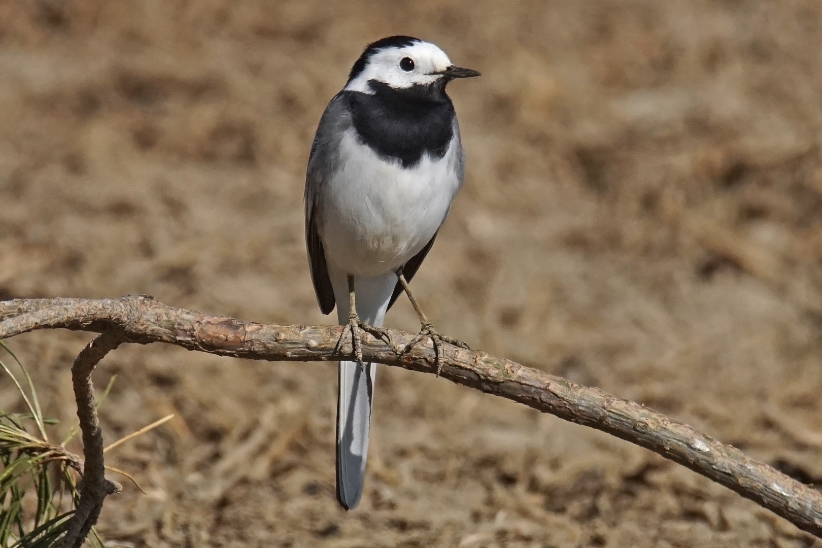 Bachstelze (Motacilla alba)