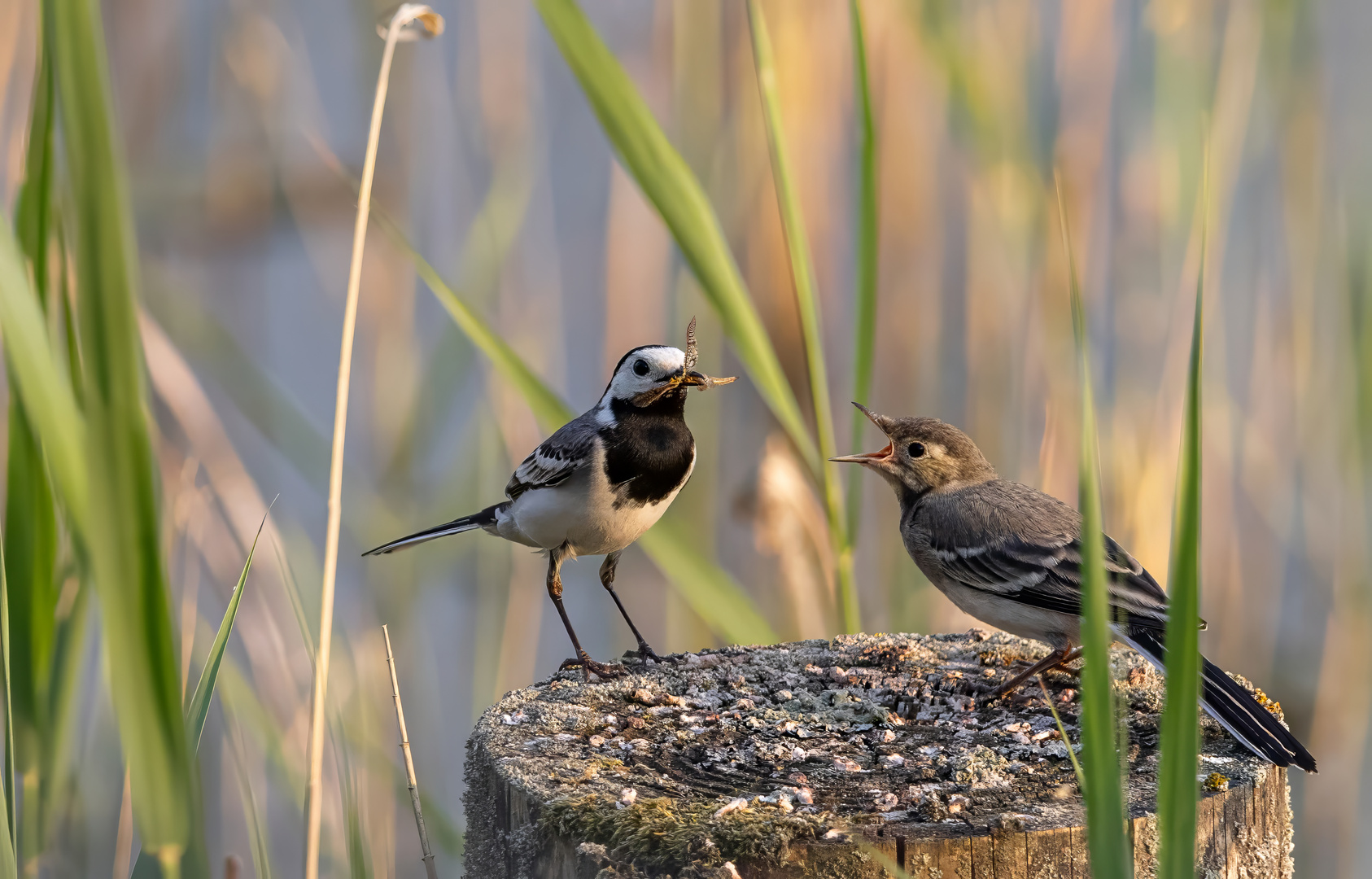 Bachstelze (Motacilla alba)