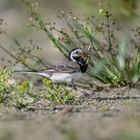 Bachstelze (Motacilla alba)