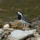 Bachstelze (Motacilla alba) 2