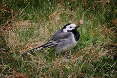 Bachstelze (Motacilla alba) - 2