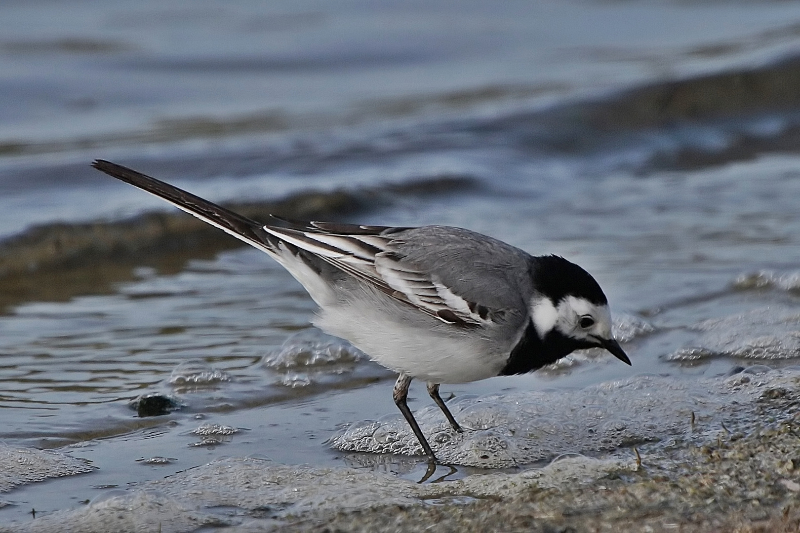 Bachstelze (Motacilla alba)