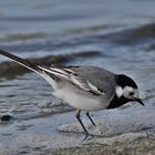 Bachstelze (Motacilla alba)