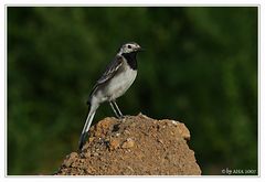 Bachstelze (Motacilla alba)