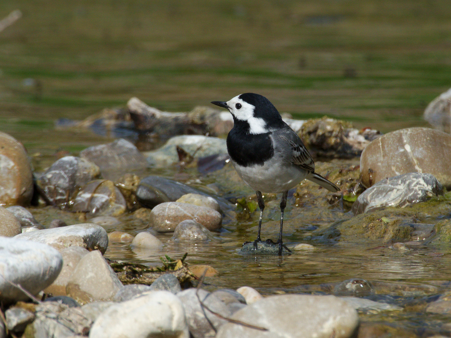 Bachstelze (Motacilla alba) 3