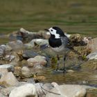 Bachstelze (Motacilla alba) 3