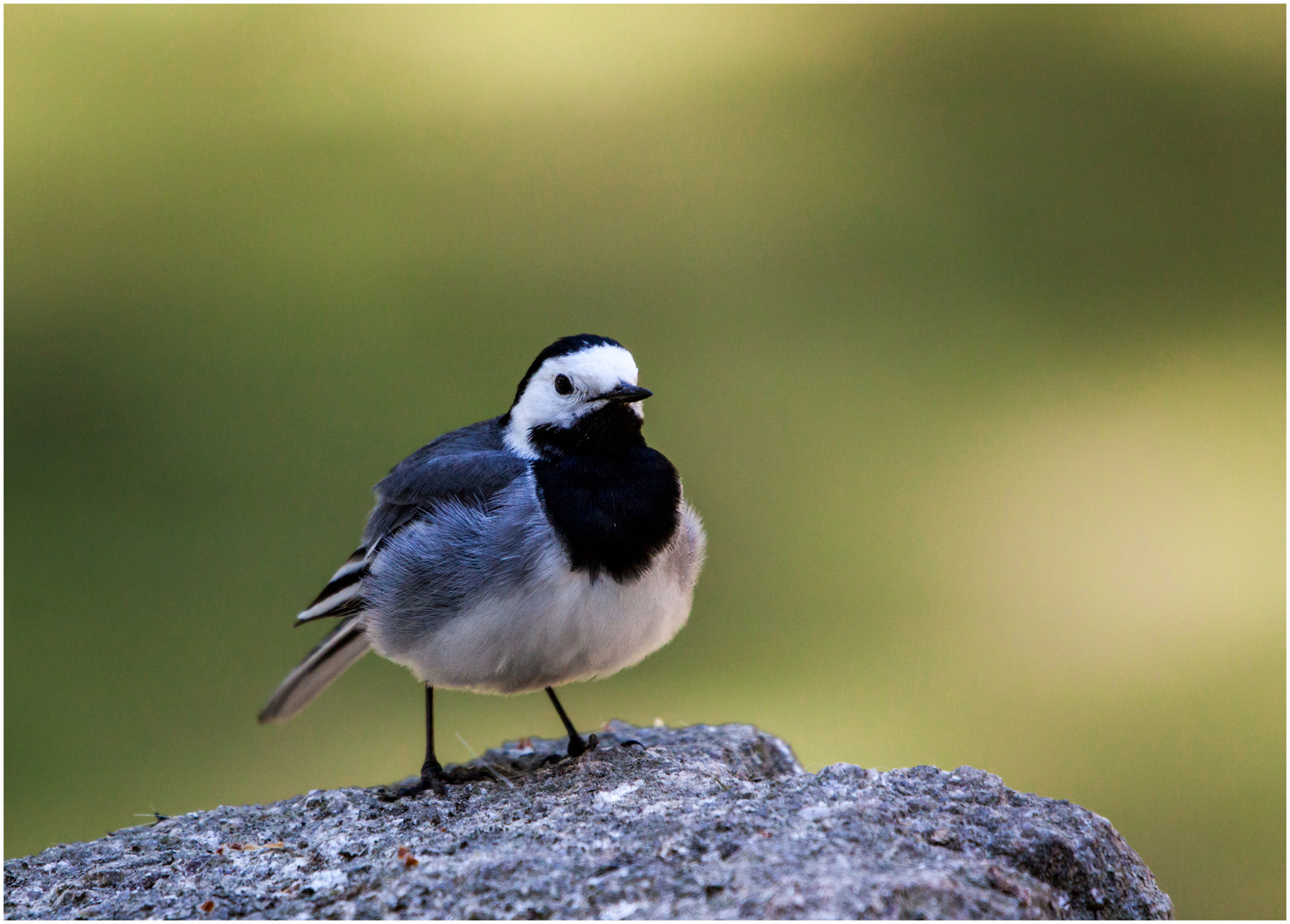 Bachstelze (Motacilla Alba)