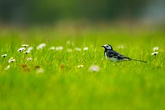 Bachstelze (Motacilla alba)