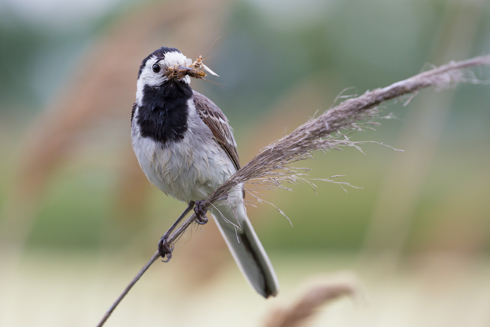 Bachstelze (Motacilla alba)