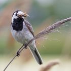 Bachstelze (Motacilla alba)