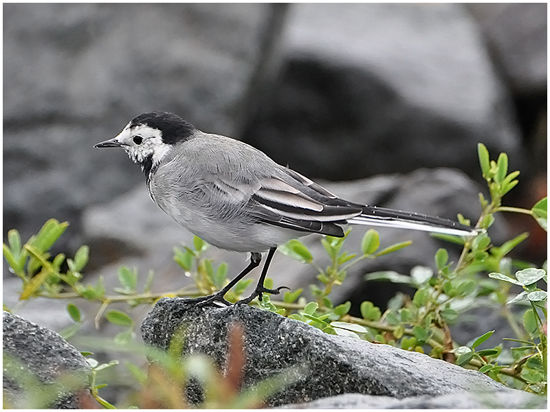 Bachstelze - Motacilla alba