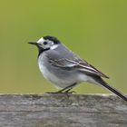 Bachstelze (Motacilla alba)