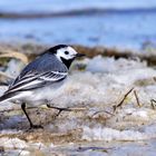 Bachstelze (Motacilla alba