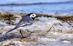 Bachstelze (Motacilla alba