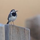 Bachstelze (Motacilla alba)