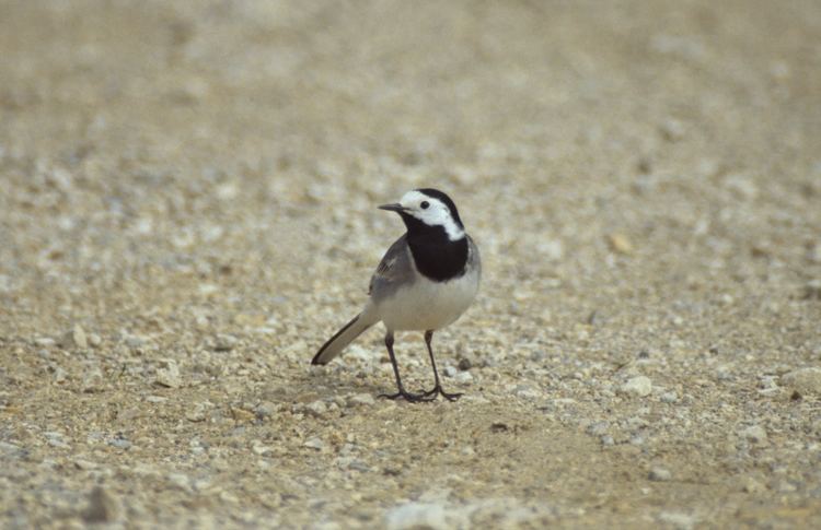 Bachstelze (Motacilla alba)