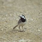 Bachstelze (Motacilla alba)