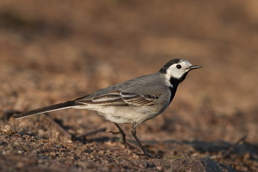 Bachstelze (Motacilla alba)