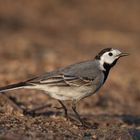 Bachstelze (Motacilla alba)