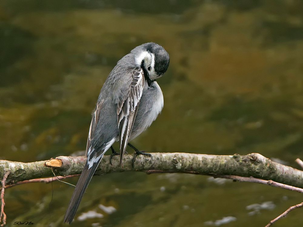 Bachstelze - Motacilla alba