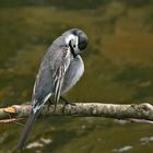 Bachstelze - Motacilla alba