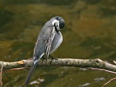 Bachstelze - Motacilla alba