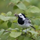 Bachstelze (Motacilla alba)