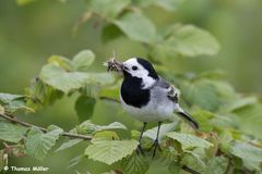 Bachstelze (Motacilla alba)