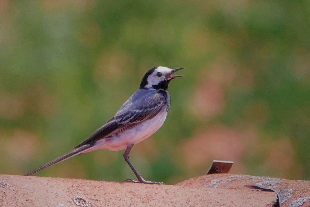 Bachstelze {Motacilla alba}