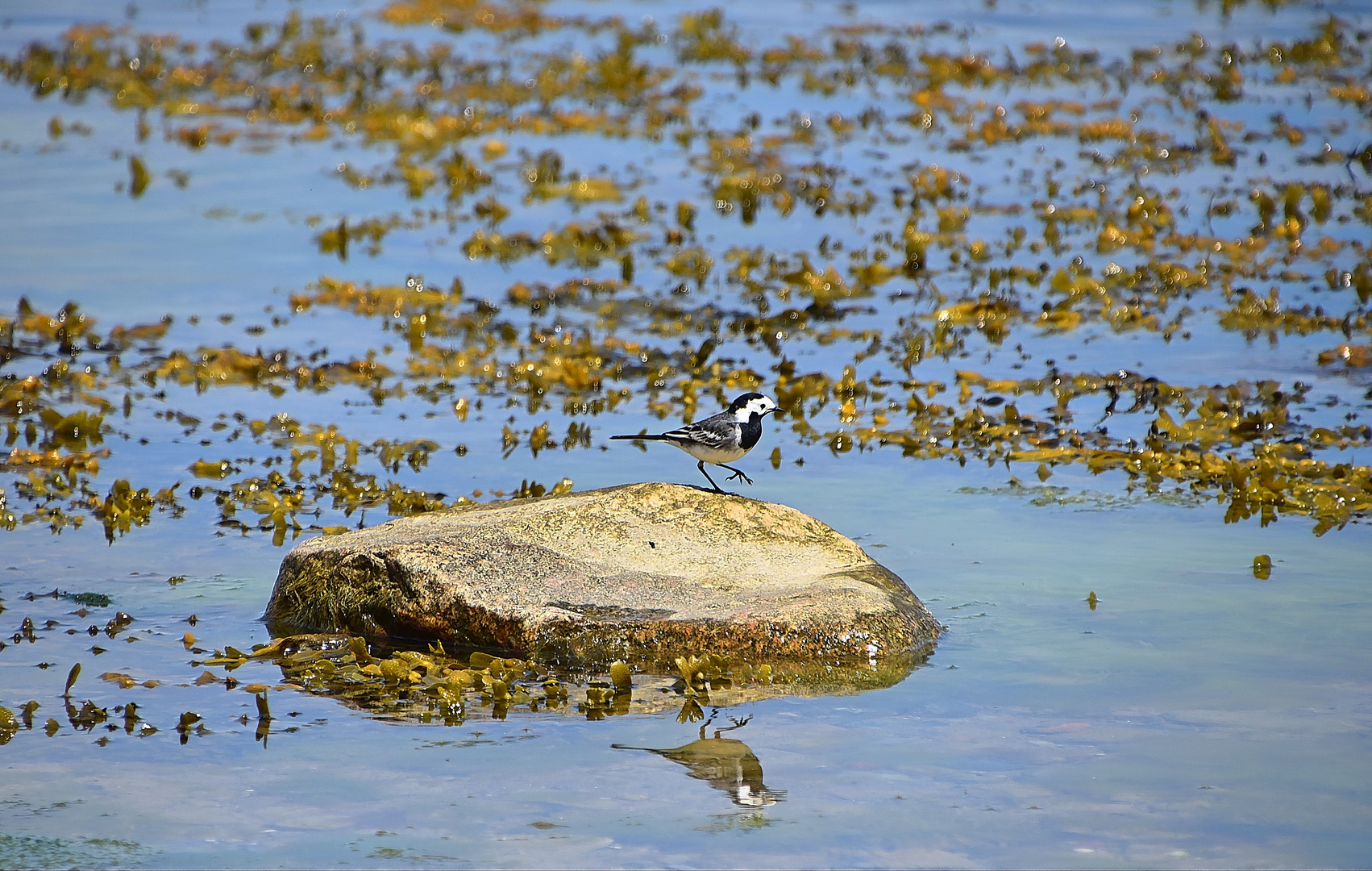 Bachstelze (Motacilla alba)