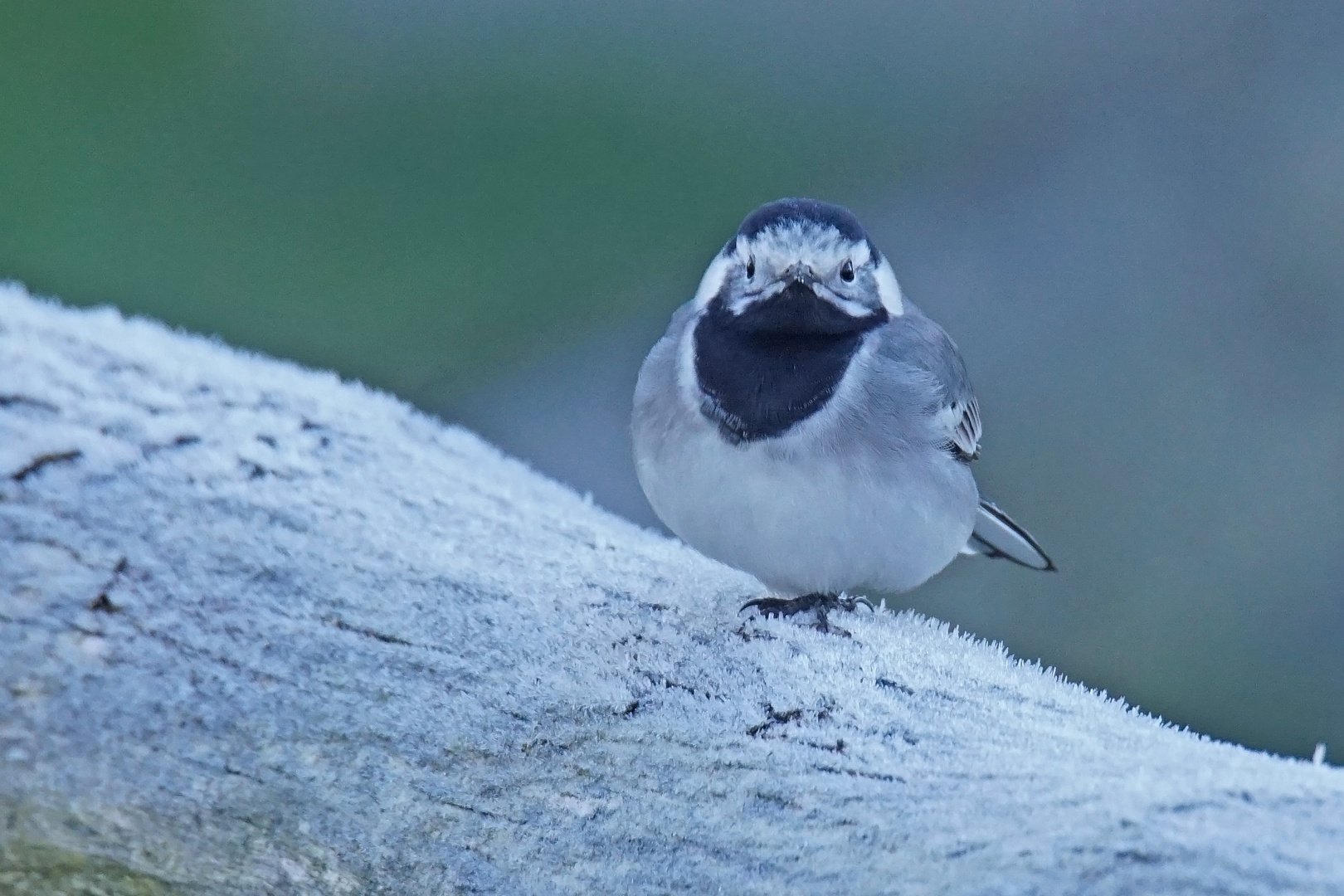 Bachstelze (Motacilla alba)