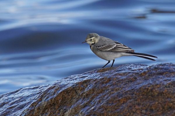 Bachstelze (Motacilla alba)