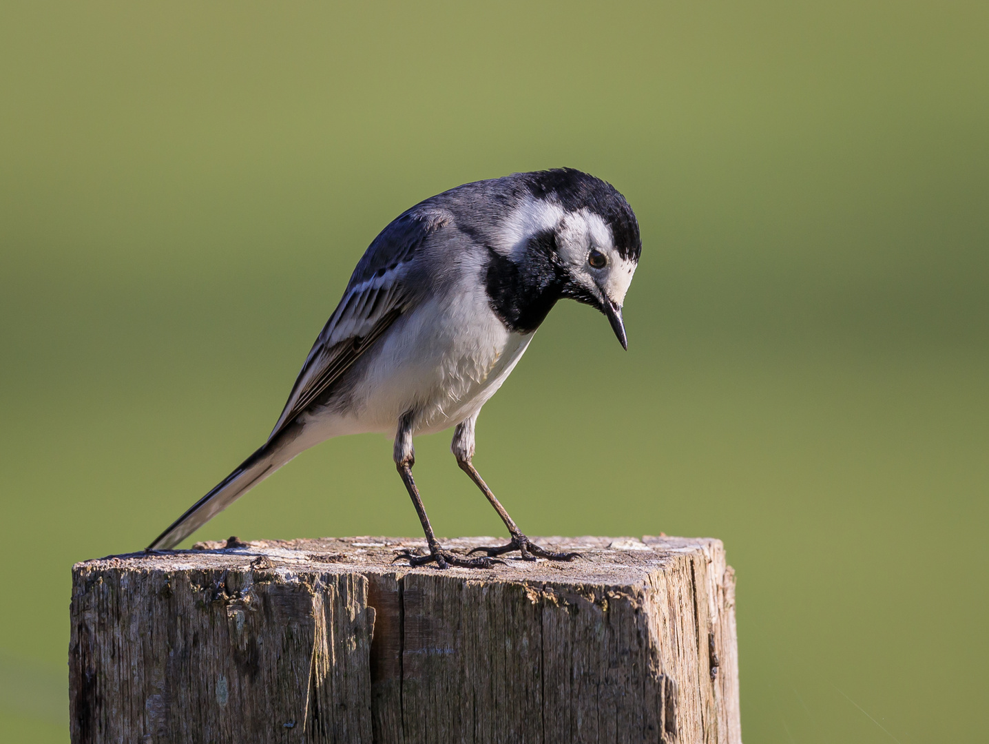 Bachstelze (Motacilla alba)