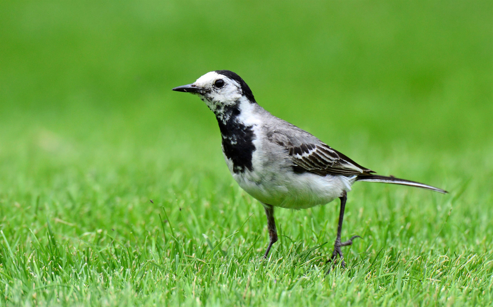 Bachstelze (Motacilla alba)