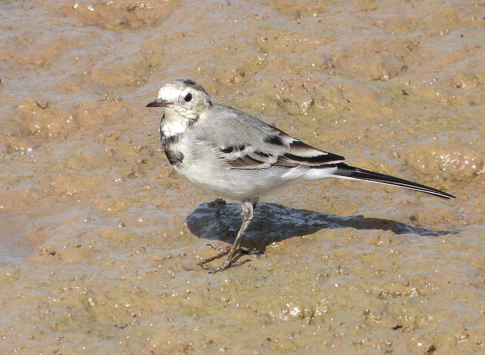 Bachstelze (Motacilla alba)