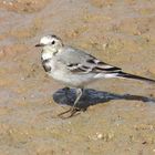 Bachstelze (Motacilla alba)