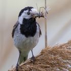 Bachstelze (Motacilla alba)