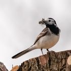 Bachstelze (Motacilla alba) 