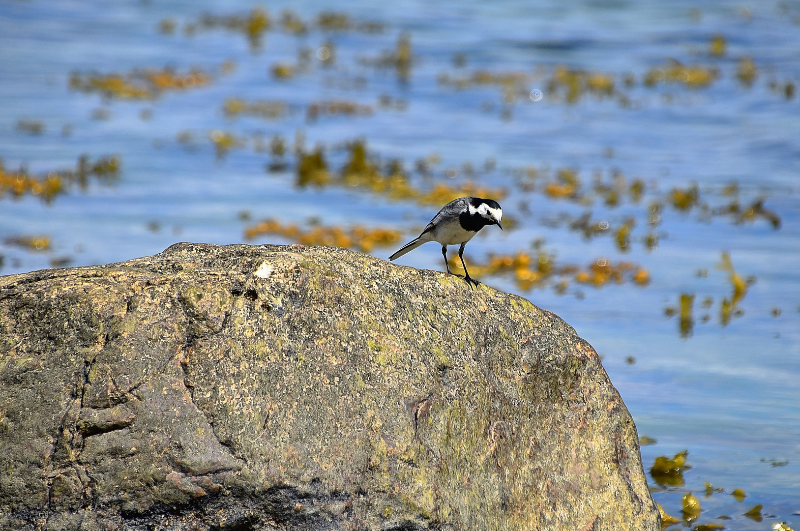 Bachstelze (Motacilla alba)