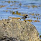 Bachstelze (Motacilla alba)