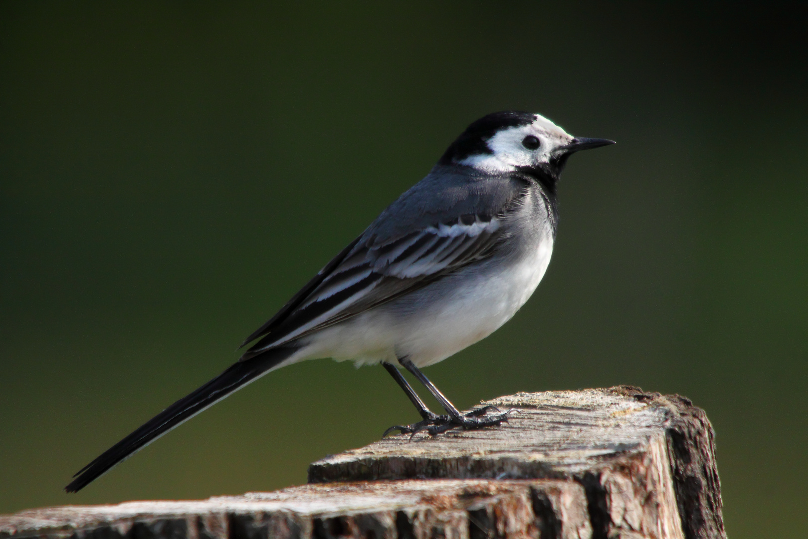 Bachstelze (Motacilla alba),