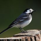 Bachstelze (Motacilla alba),