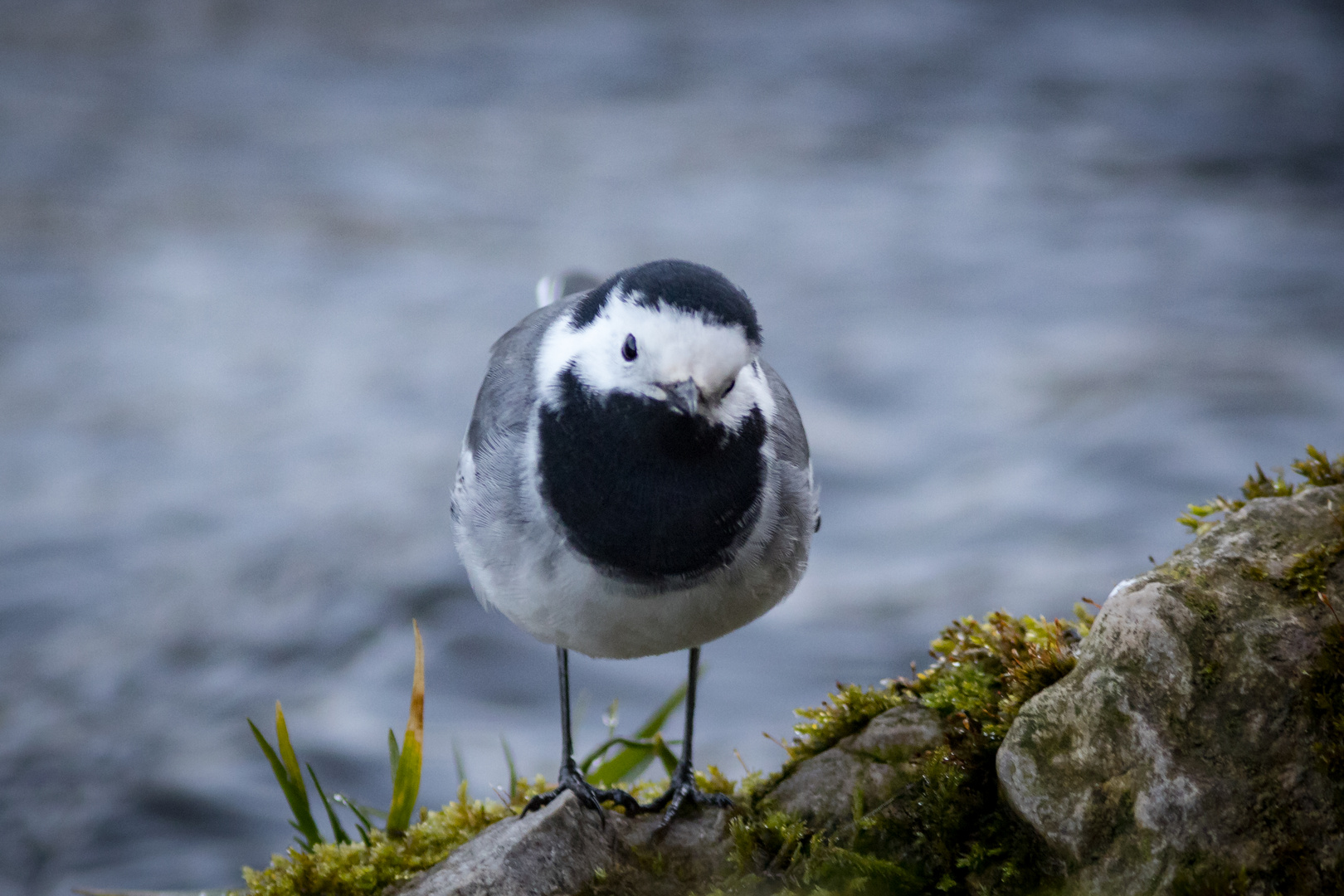  Bachstelze (Motacilla alba)