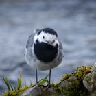  Bachstelze (Motacilla alba)