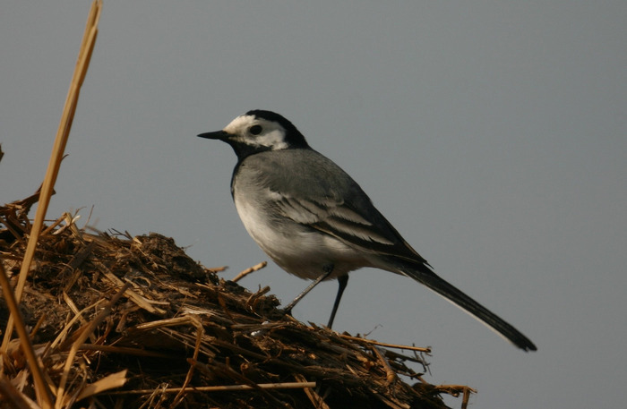 Bachstelze (Motacilla alba)