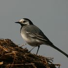 Bachstelze (Motacilla alba)