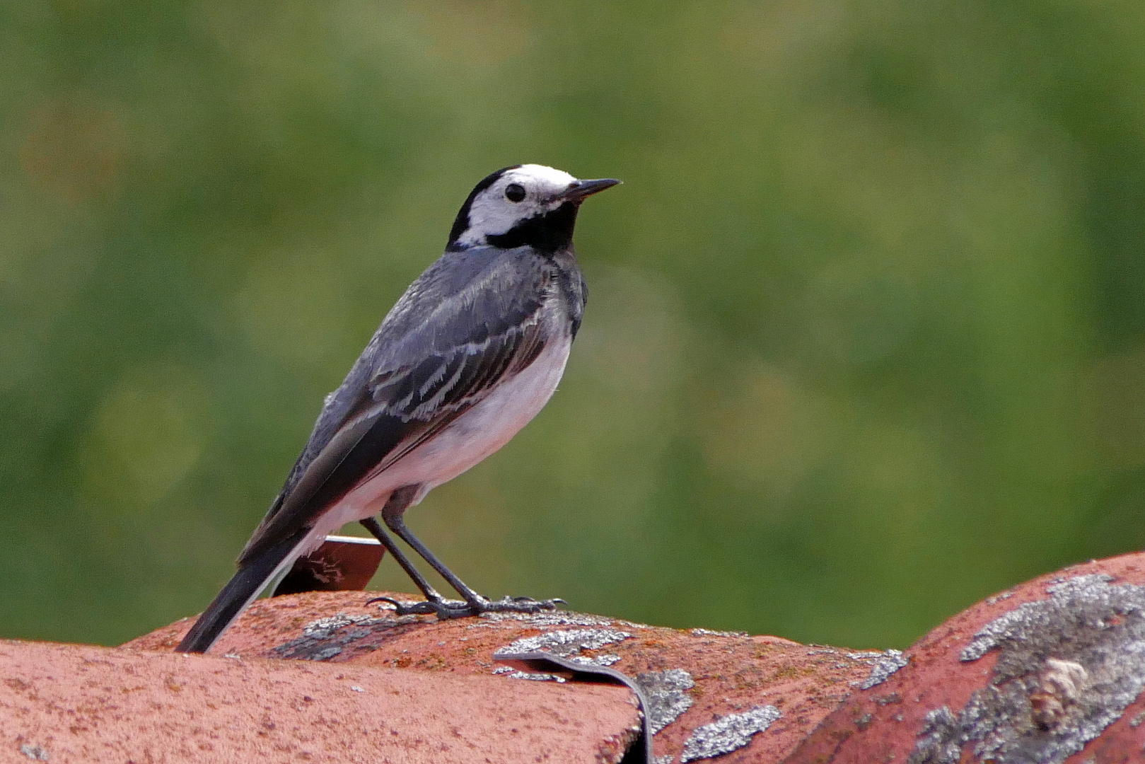 Bachstelze {Motacilla alba}