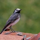 Bachstelze {Motacilla alba}