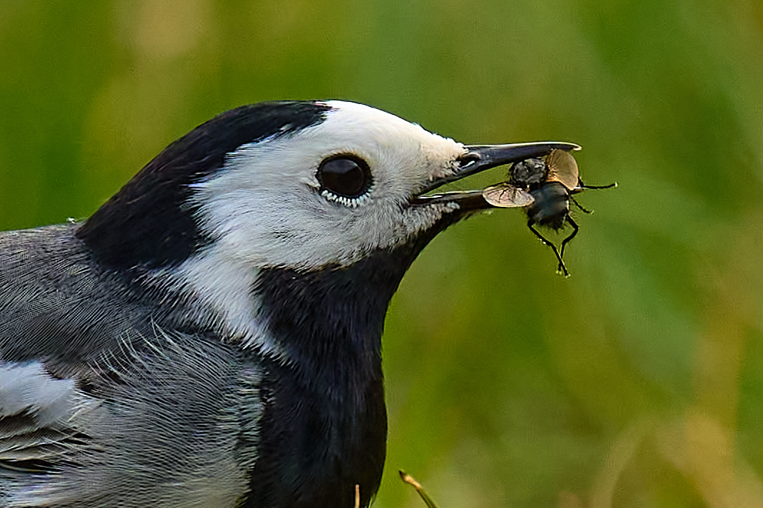 Bachstelze (Motacilla alba)