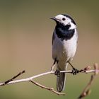 Bachstelze (Motacilla alba)